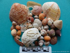 Image showing mature sized seashells from Herm Island
