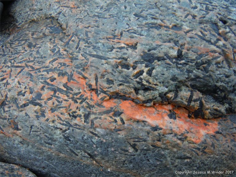 Detail of beach boulder at Corney Brook on the Cabot Trail