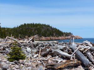 Looking northwards across the shore at Black Brook Cove