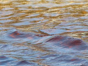 The dark water in Black Brook River