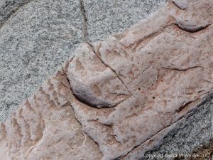 Aplite dyke or vein in biotite granite at Black Brook Cove