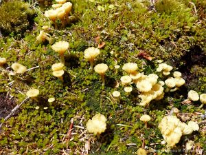 Yellow toadstools beside the trail to Morning Star Cove