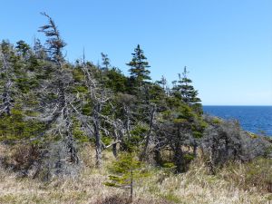 Conifers fringing the shore near Morning Star Cove