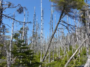 Dead trees from severe weather conditions near Morning Star Cove
