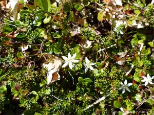 White flowers by the Louisbourg Lighthouse Trail