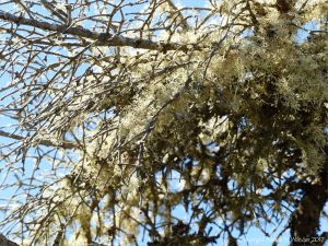 Lichen growing on bare branches of trees along the Louisbourg Lighthouse Trail