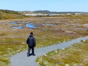Boggy wetland area along the Louisbourg Lighthouse Trail