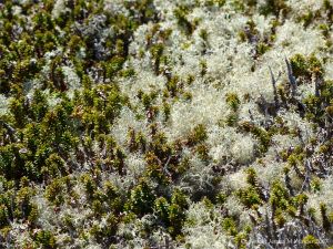 Lichen growing on crowberry in a bog near Morning Star Cove