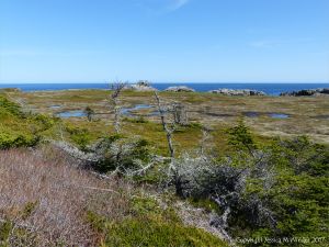 Boggy area viewed from the Louisbourg Lighthouse Trail near Morning Star Cove