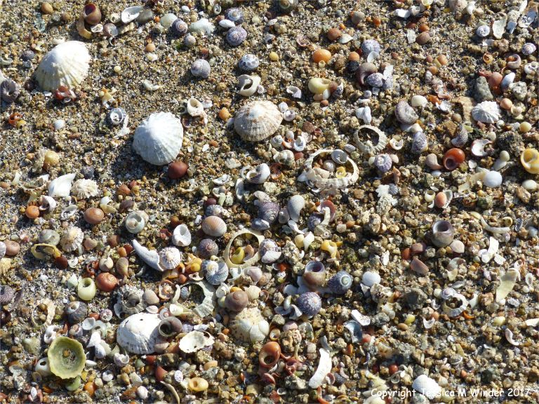 Sea shells on a sandy beach