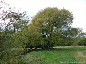 Willow tree on the bank of a stream