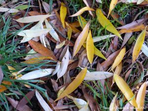Dead willow leaves on grass