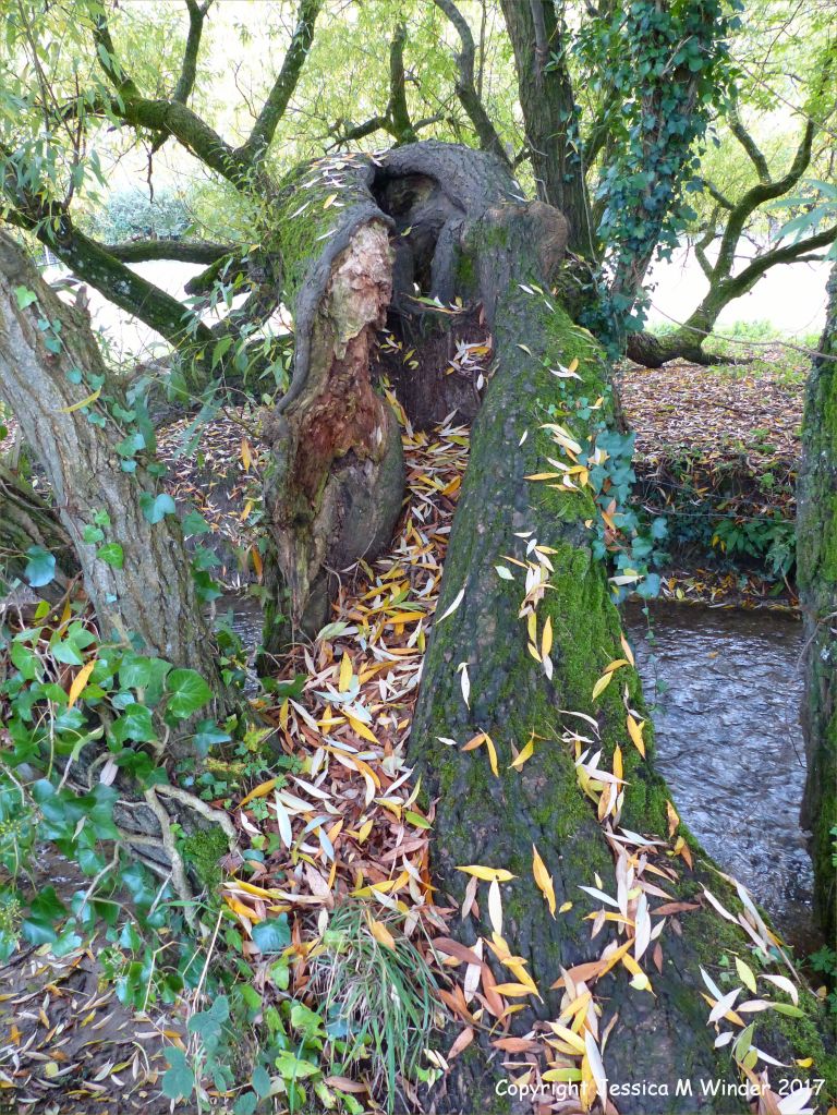 Willow tree trunk with dead leaves