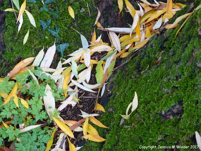 Dead willow leaves on moss