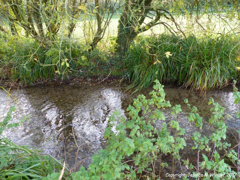 Chalk stream in the English countryside
