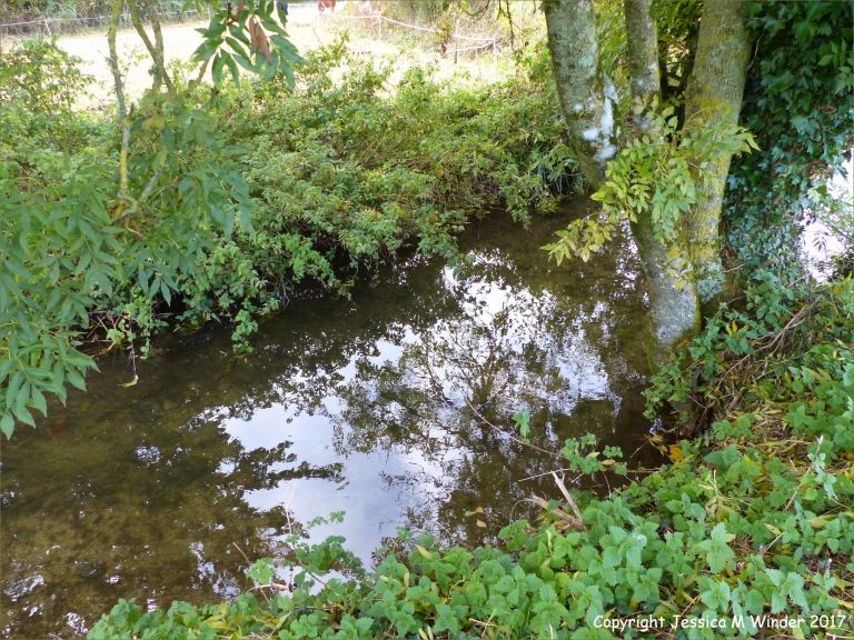 Small Dorset chalk stream in autumn