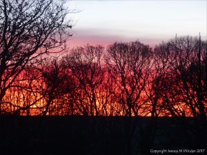 Red sky at sunrise with silhouetted winter trees