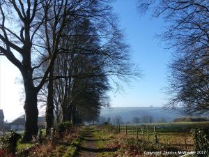 The path beside the beech trees on a frosty January morning
