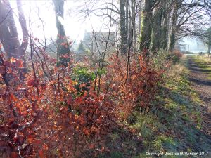 The under storey of beech saplings along a country path