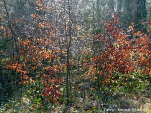 Icy rain and glistening dew drops from melting hoar frost on beech saplings