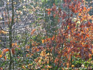 Icy rain and glistening dew drops from melting hoar frost on beech saplings