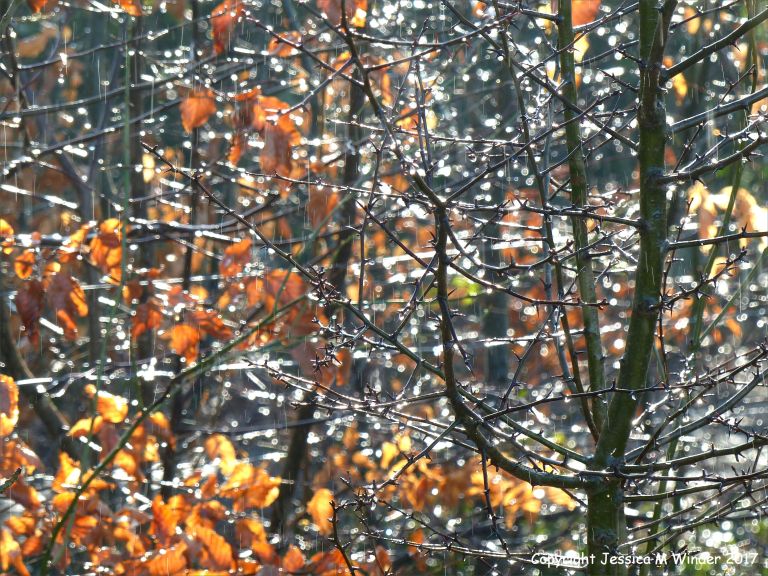 Icy rain and glistening dew drops from melting hoar frost on beech saplings