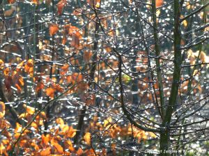 Icy rain and glistening dew drops from melting hoar frost on beech saplings