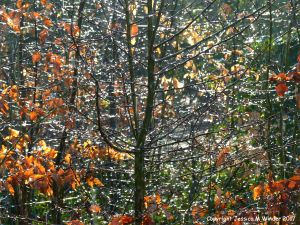 Icy rain and glistening dew drops from melting hoar frost on beech saplings