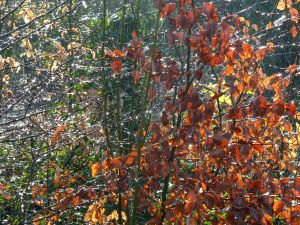 Icy rain and glistening dew drops from melting hoar frost on beech saplings