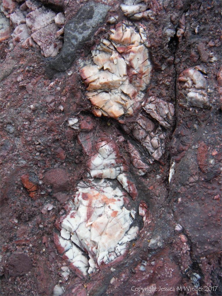 Close-up of the Devonian conglomerate at Trabeg on the Dingle Peninsula