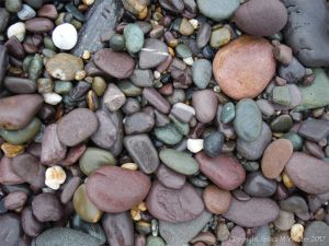 Beach pebbles from the Trabeg Conglomerate Formation at Trabeg on the Dingle Peninsula in Ireland