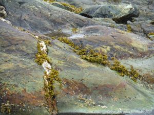 Detail of an outcrop of volcanic rock at Fourchu Head