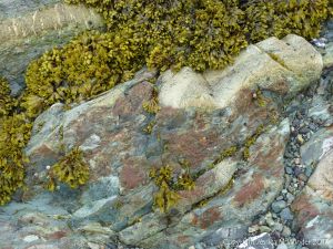 Detail of an outcrop of volcanic rock at Fourchu Head