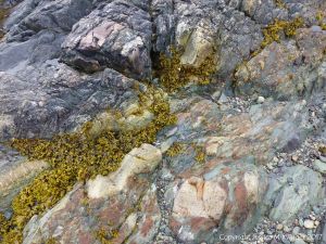 Detail of an outcrop of volcanic rock at Fourchu Head