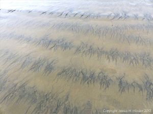 Natural abstract art showing dendritic drainage patterns in sand on the beach