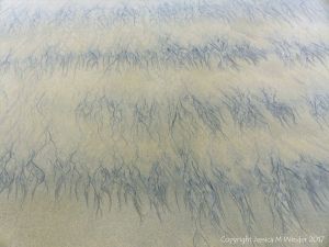 Natural abstract art showing dendritic drainage patterns in sand on the beach