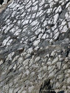 Close-up of rock face with roughly polygonal pattern of preserved mud cracks