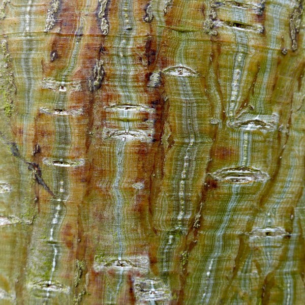 Natural tree bark pattern