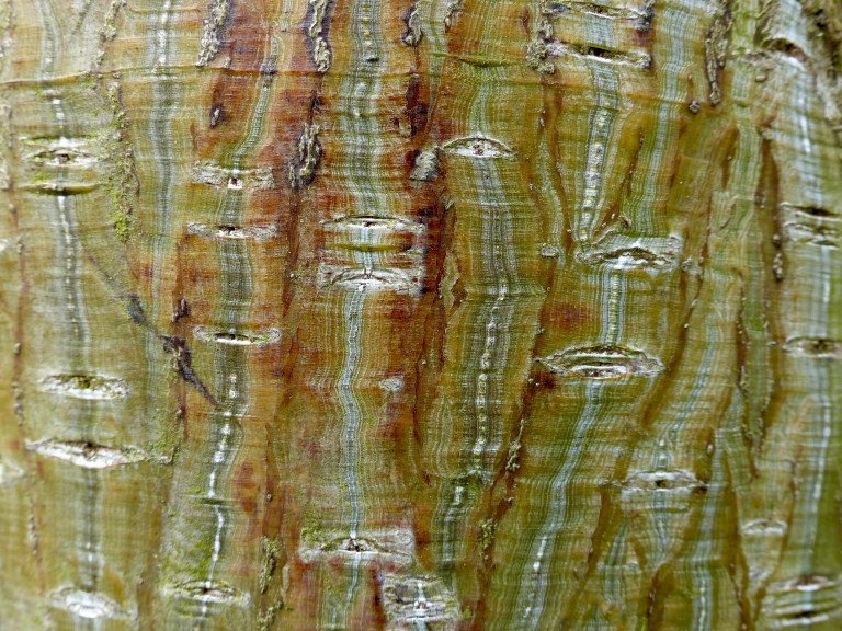 Natural tree bark pattern