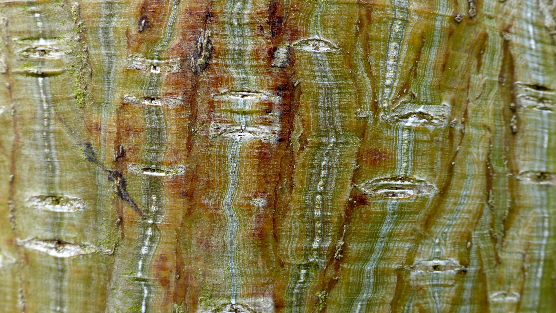 Natural tree bark pattern