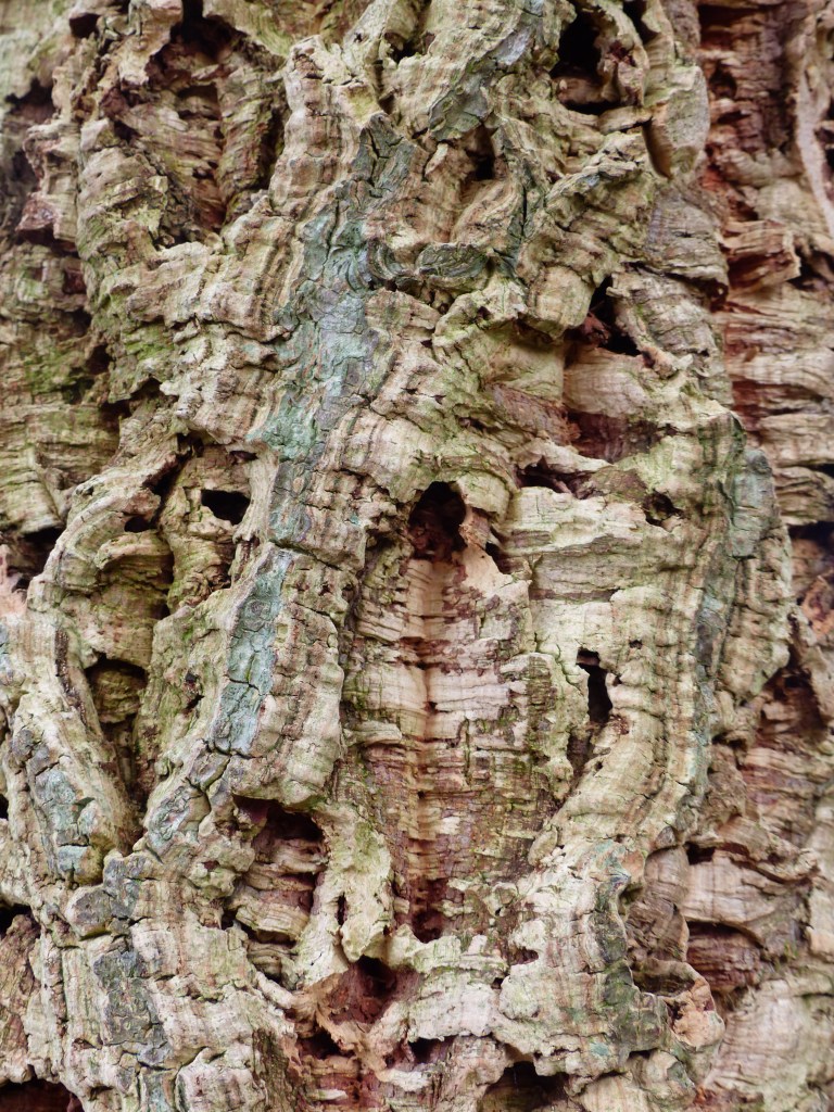 Cork Oak bark texture