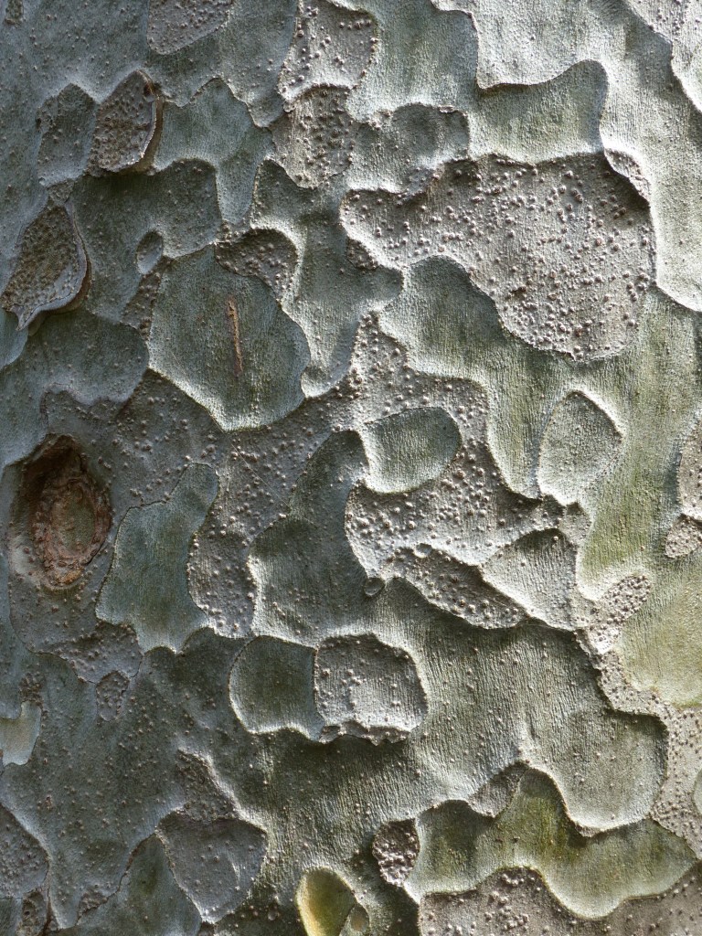 Natural pattern and textures in Lacebark Pine
