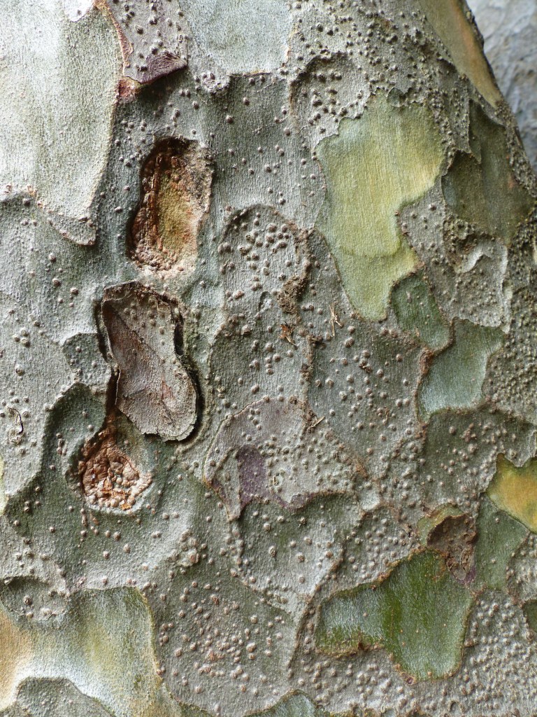 Natural pattern and textures in Lacebark Pine