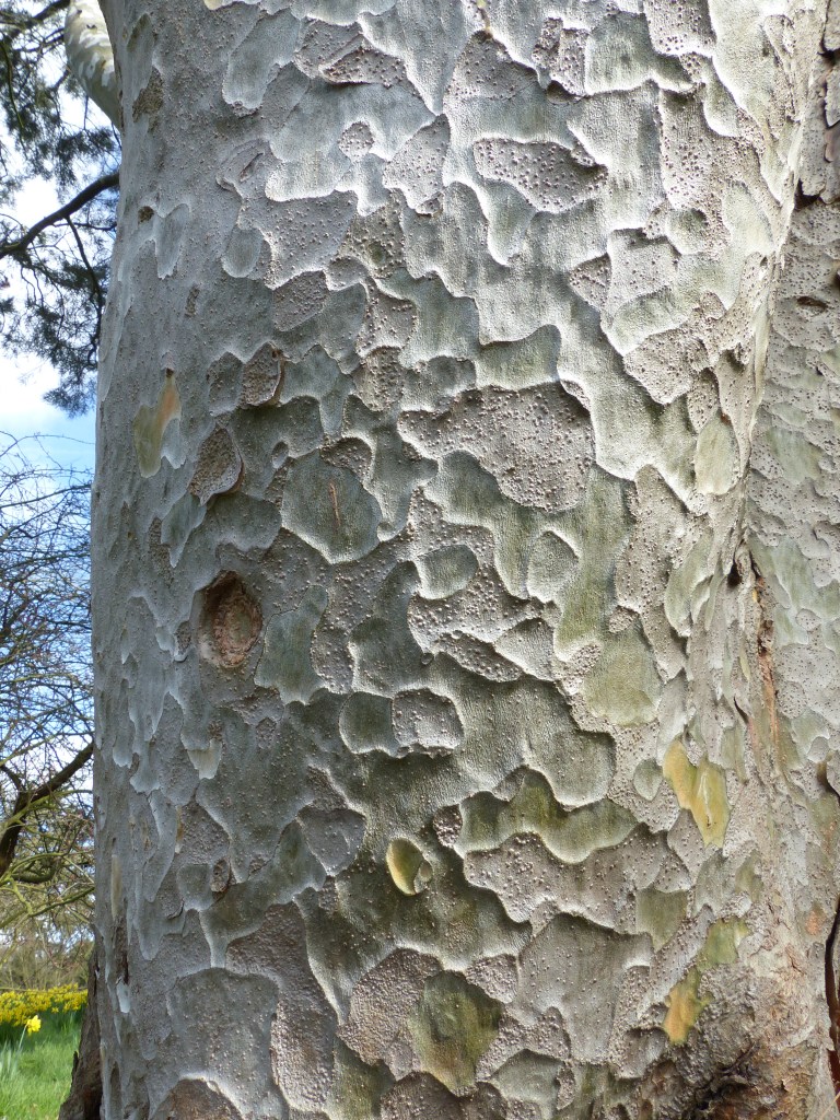 Natural pattern and textures in Lacebark Pine
