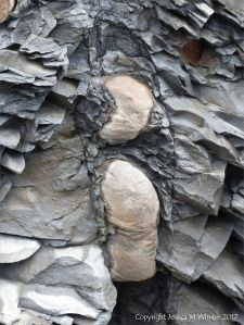 Calamites fossil replaced by siderite in Carboniferous strata