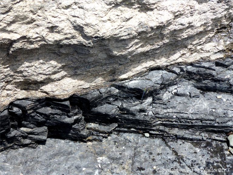 Coal seam with fossil-bearing limestone