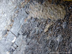 Texture of water-worn coal outcropping on a beach