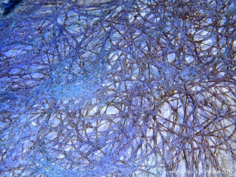 Interconnecting networks of filaments