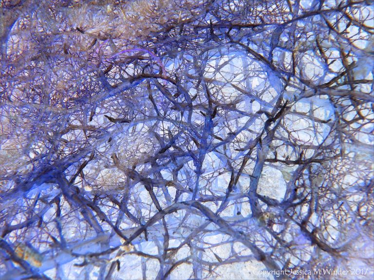 Interconnecting networks of filaments