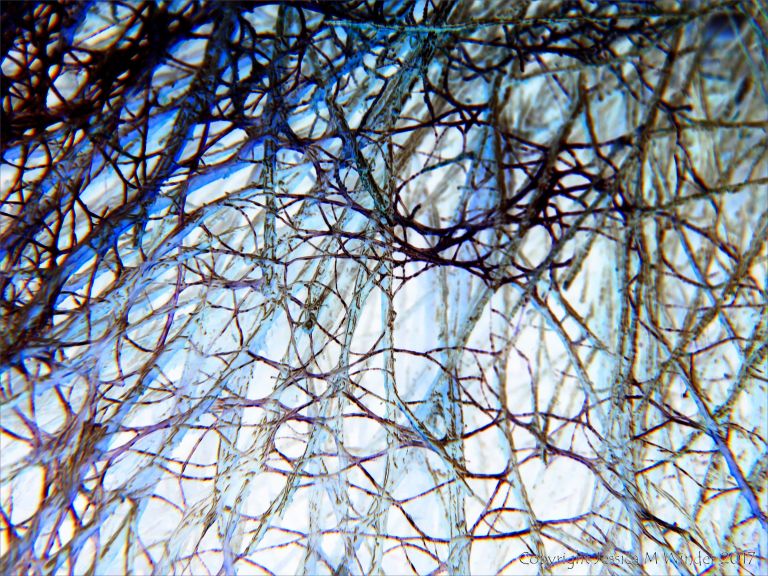 Interconnecting networks of filaments